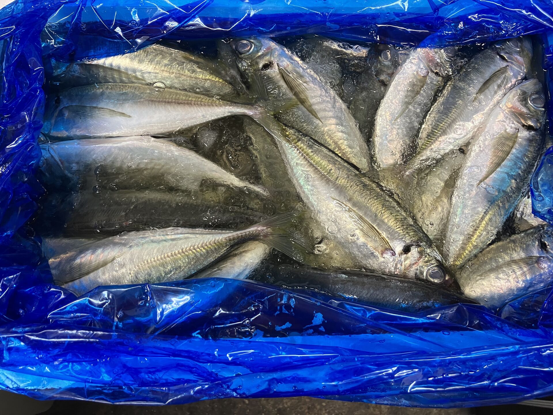 板橋グルメ！美味い魚介類が食えるスペインバル！
