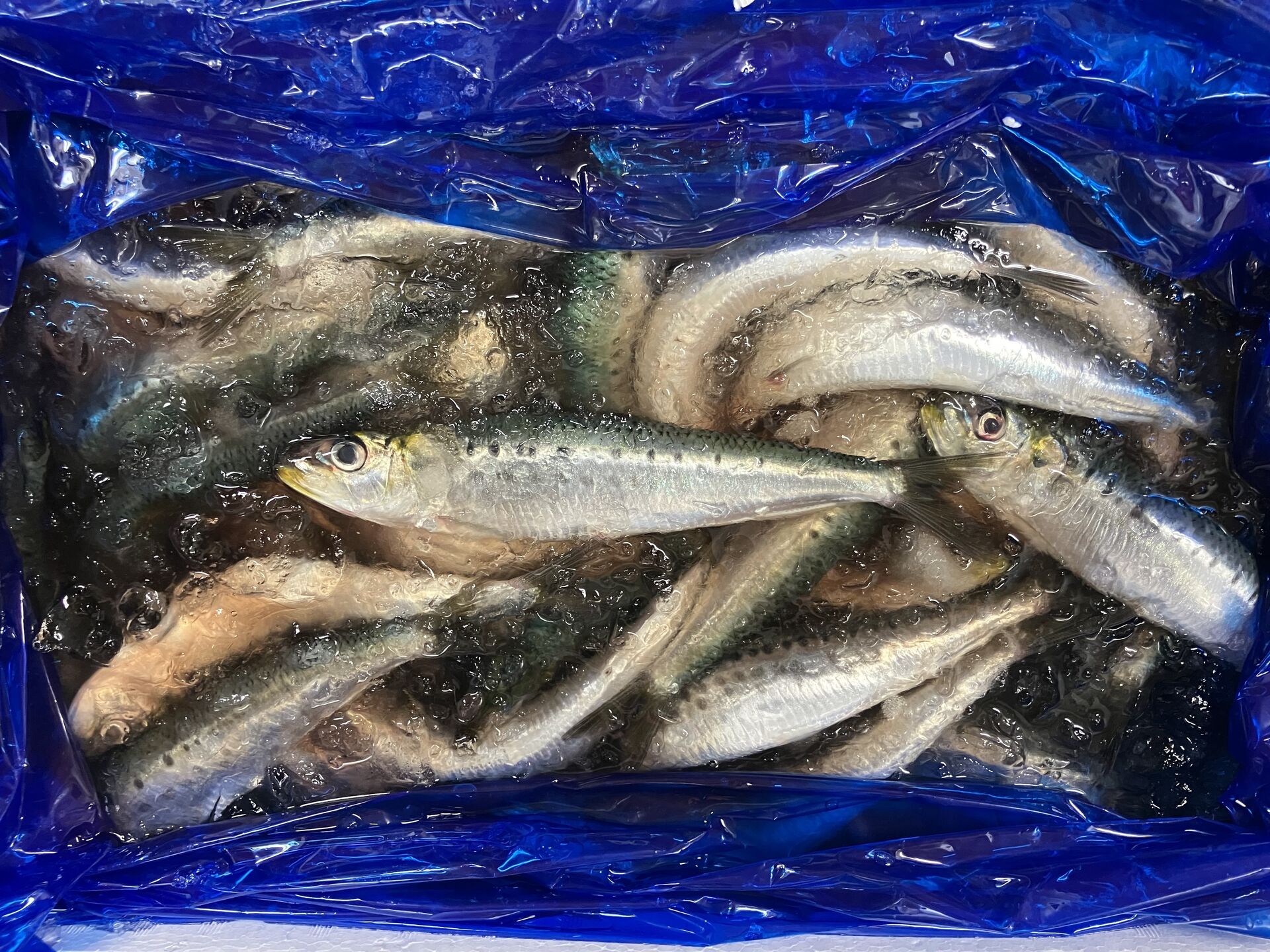 板橋区役所前お魚料理とワイン！