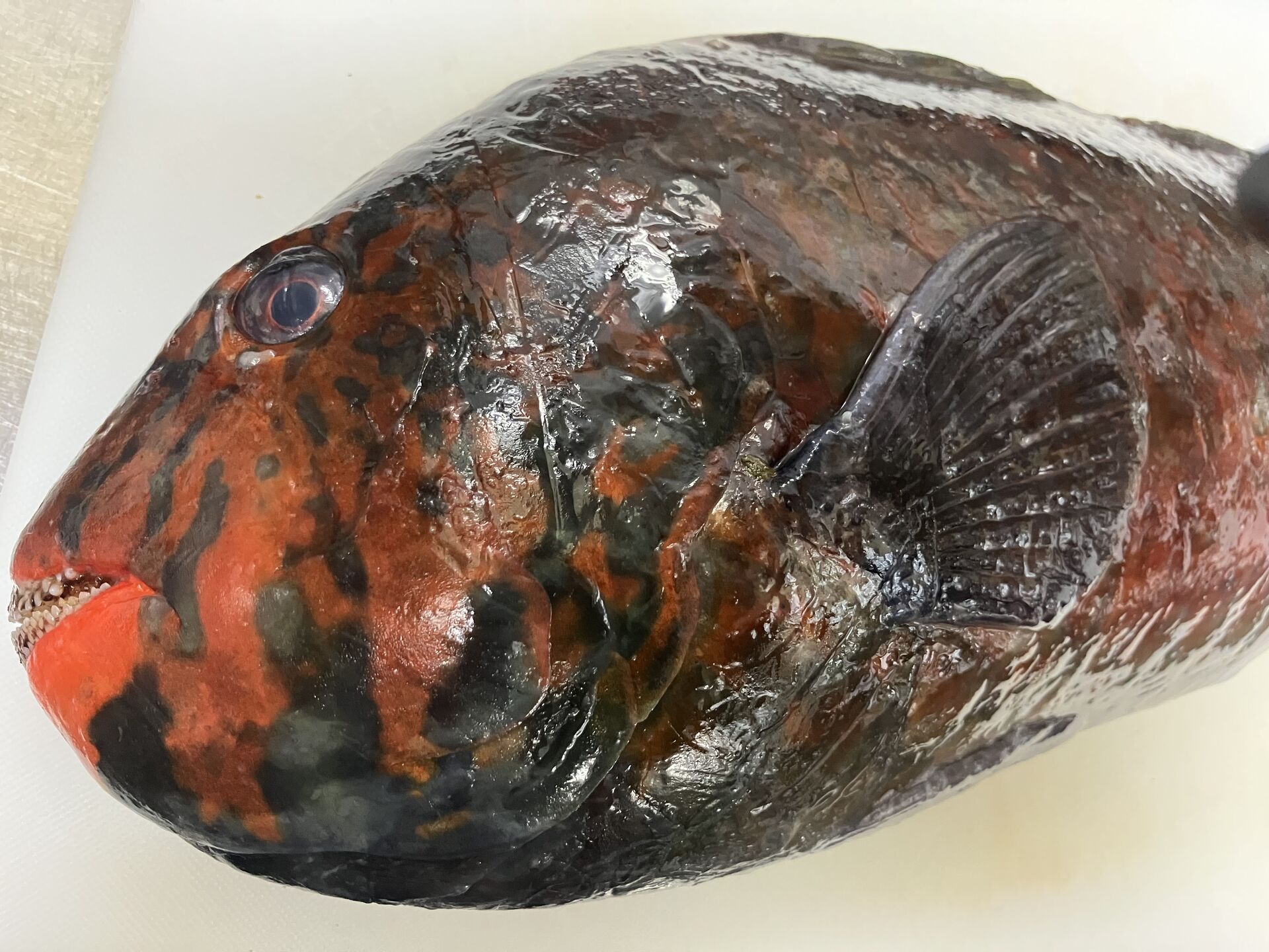 板橋区役所前お魚グルメ！